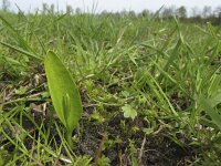 Ophioglossum vulgatum 11, Addertong, Saxifraga-Rob Felix : Plantae, Plants, Project Natuurbalans, planten