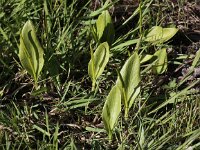 Ophioglossum vulgatum 15, Addertong, Saxifraga-Peter Meininger