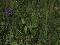 Ophioglossum vulgatum 16, Addertong, Saxifraga-Hans Boll