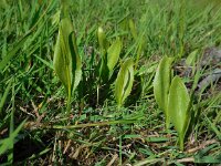 Ophioglossum vulgatum 26, Addertong, Saxifraga-Ed Stikvoort