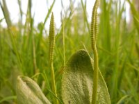 Ophioglossum vulgatum 28, Addertong, Saxifraga-Ed Stikvoort
