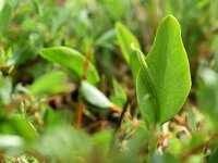 Ophioglossum vulgatum 29, Addertong, Saxifraga-Ed Stikvoort