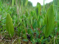Ophioglossum vulgatum 32, Addertong, Saxifraga-Ed Stikvoort