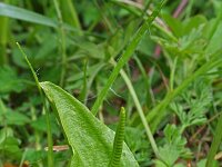 Ophioglossum vulgatum 34, Addertong, Saxifraga-Jeroen Willemsen