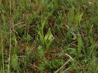Ophioglossum vulgatum 37, Addertong, Saxifraga-Hans Boll