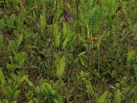 Ophioglossum vulgatum 38, Addertong, Saxifraga-Hans Boll