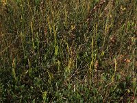 Ophioglossum vulgatum 41, Addertong, Saxifraga-Hans Boll