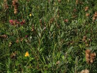 Ophioglossum vulgatum 47, Addertong, Saxifraga-Hans Boll