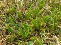 Ophioglossum vulgatum 56, Addertong, Saxifraga-Jelle van Dijk
