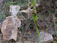 Ophrys alasiatica 4, Saxifraga-Ed Stikvoort : s10 cyprus