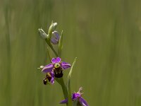 Ophrys apifera 134, Bijenorchis, Saxifraga-Jan Nijendijk