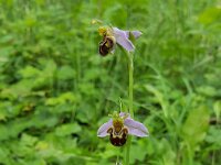 Ophrys apifera 143, Bijenorchis, Saxifraga-Ben Delbaere