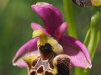 Ophrys appeninna 11, Saxifraga-Hans Dekker