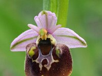 Ophrys appeninna 2, Saxifraga-Hans Dekker