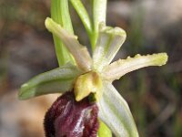 Ophrys arachnitiformis 17, Saxifraga-Hans Dekker