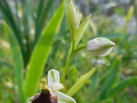 Ophrys argolica ssp biscutella 5, Saxifraga-Ed Stikvoort.tif