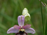 Ophrys aveyronensis 19, Saxifraga-Dirk Hilbers