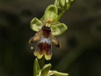 Ophrys aymoninii 11, Saxifraga-Jan van der Straaten