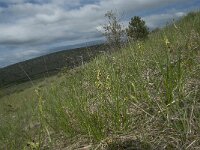 Ophrys aymoninii 20, Saxifraga-Willem van Kruijsbergen