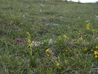 Ophrys aymoninii 23, Saxifraga-Willem van Kruijsbergen