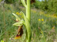 Ophrys aymoninii 39, Saxifraga-Hans Grotenhuis