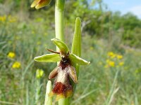 Ophrys aymoninii 40, Saxifraga-Hans Grotenhuis