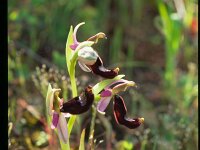 Ophrys bertolonii 3, Saxifraga-Eugen Schaub