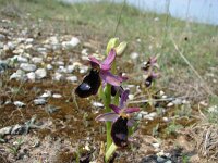 Ophrys bertolonii 7, Saxifraga-Jasenka Topic