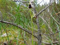Ophrys bertolonii ssp balearica 20, Saxifraga-Ed Stikvoort