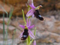 Ophrys bertolonii ssp balearica 24, Saxifraga-Ed Stikvoort