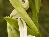 Ophrys bornmuelleri : Gebied, Israel, Ophrys, Orchid, www.Saxifraga.nl