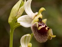 Ophrys bornmuelleri : Gebied, Israel, Ophrys, Orchid, www.Saxifraga.nl