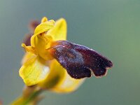 Ophrys caesiella 2, Saxifraga-Hans Dekker