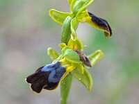 Ophrys caesiella 4, Saxifraga-Hans Dekker