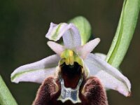 Ophrys chestermanii 13, Saxifraga-Hans Dekker