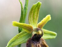 Ophrys classica 3, Saxifraga-Hans Dekker