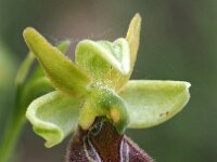 Ophrys classica 4, Saxifraga-Hans Dekker