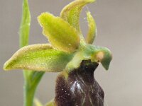 Ophrys classica 5, Saxifraga-Hans Dekker