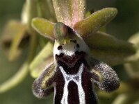Ophrys cretica 21, Saxifraga-Jan van der Straaten