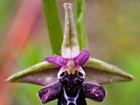 Ophrys cretica ssp ariadnae 28, Saxifraga-Harry Jans