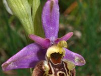 Ophrys dinarica 1, Saxifraga-Hans Dekker