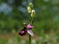 Ophrys drumana 1, Saxifraga-Hans Dekker