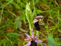 Ophrys drumana 15, Saxifraga-Hans Grotenhuis