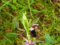 Ophrys drumana 16, Saxifraga-Hans Grotenhuis