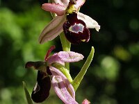 Ophrys drumana 5, Saxifraga-Hans Dekker