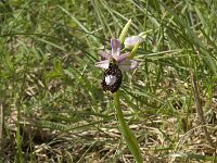 Ophrys drumana 8, Saxifraga-Jan van der Straaten