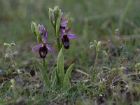 Ophrys drumana 9,, Saxifraga-Luuk Vermeer