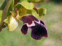 Ophrys dyris algarvensis 27, Saxifraga-Hans Dekker