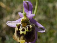 Ophrys episcopalis 5, Saxifraga-Willem van Kruijsbergen
