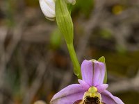 Ophrys episcopalis 9, Saxifraga-Harry Jans